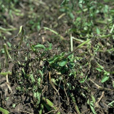 A picture of potato plants with blight.