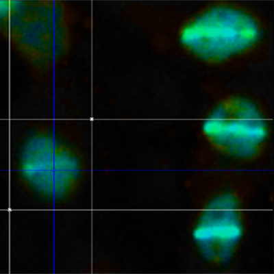 Spectroscopy image showing cell nuclei after laser induced damage. The spots are dimmer than before except in the centre.