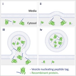 Diagram showing vesicle formation using the cell's outer membrane to house the functional proteins.