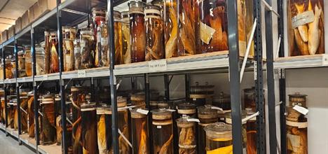 Rows of large glass jars on a free-standing shelf. Each jar has an animal specimen preserved in a yellow-orange liquid