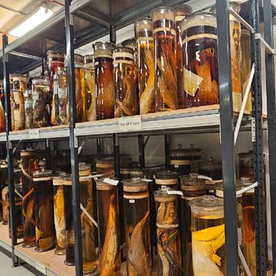 Rows of large glass jars on a free-standing shelf. Each jar has an animal specimen preserved in a yellow-orange liquid