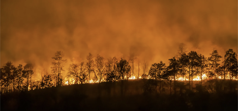 Black silhouette of a forest, backlit by orange smoke and fire.