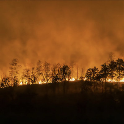 Black silhouette of a forest, backlit by orange smoke and fire.