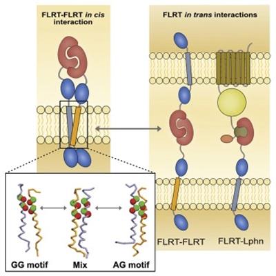 A diagram of FLRT protein interactions, taken from the research paper.