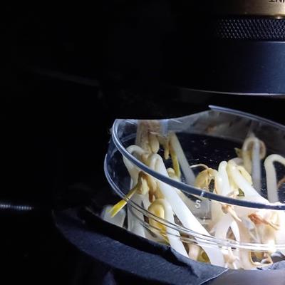 Mung bean sprouts in a small dish under a microscope.