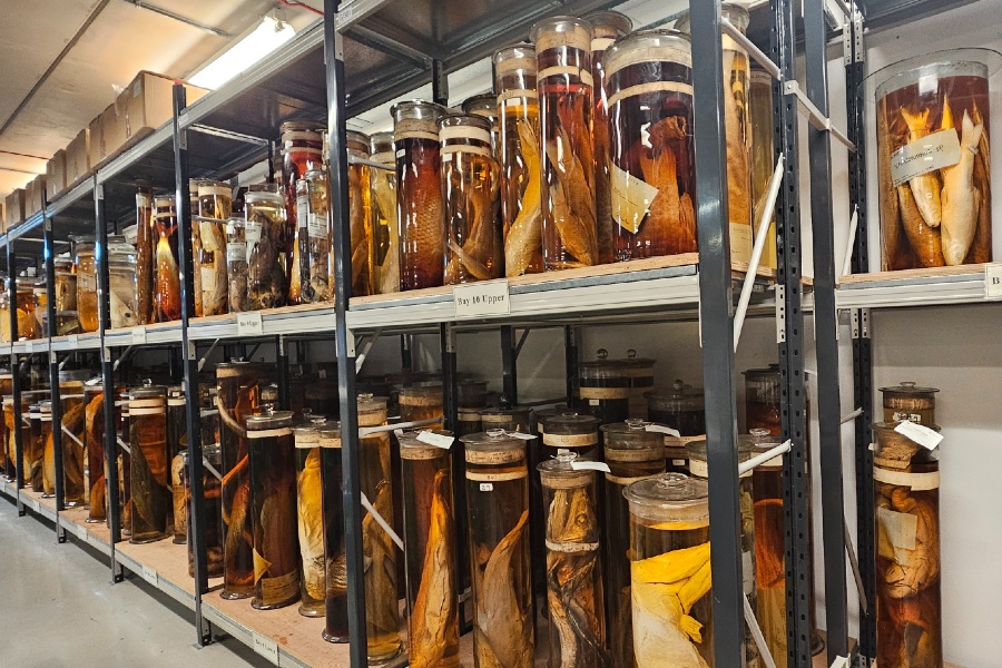 Rows of large glass jars on a free-standing shelf. Each jar has an animal specimen preserved in a yellow-orange liquid