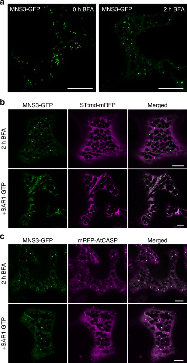 Octopus Golgi images.jpg