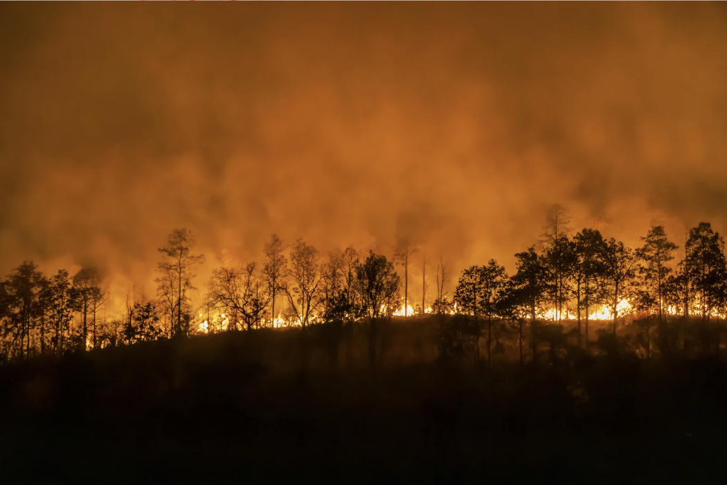 Black silhouette of a forest, backlit by orange smoke and fire.