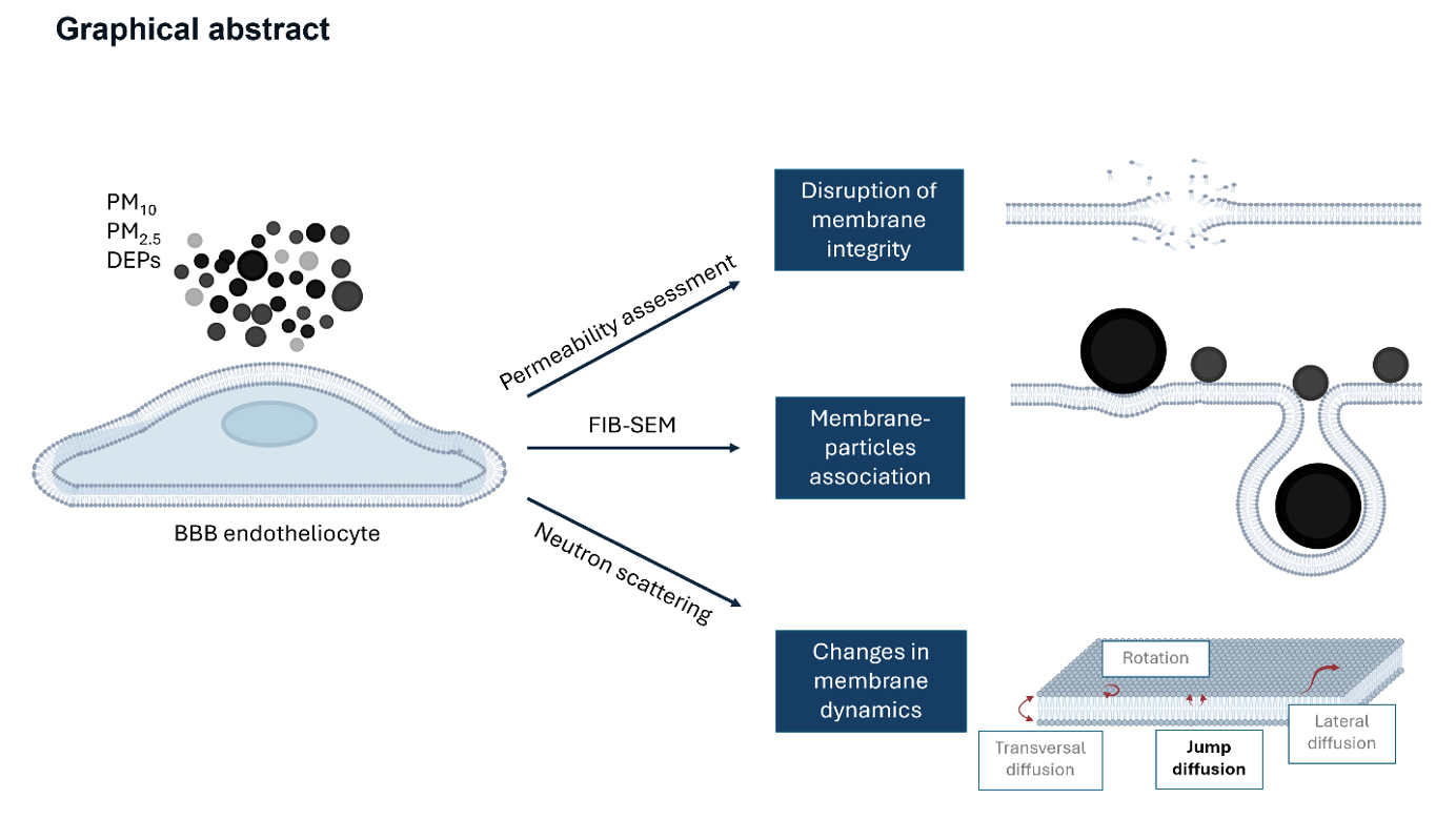 Illustration of a BBB, which looks like a blue fried egg, and diesel fuel particles as black dots entering it. 