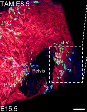 Mouse embryo with visible lymphatic vessels.png