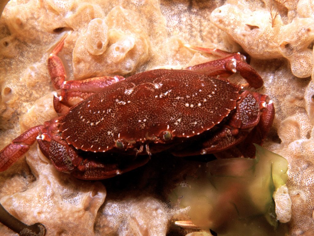 Atlantic rock crab. Credit: Wikipedia