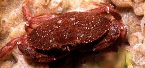 Atlantic rock crab. Credit: Wikipedia