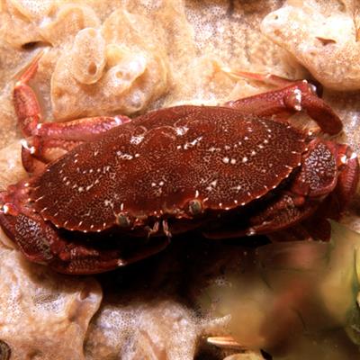 Atlantic rock crab. Credit: Wikipedia