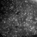 OCTOPUS reveal discrete single molecules in plant. Small particles are observed with a total internal reflection fluorescence microscope (TIRFM) - invisible with standard confocal microscopy