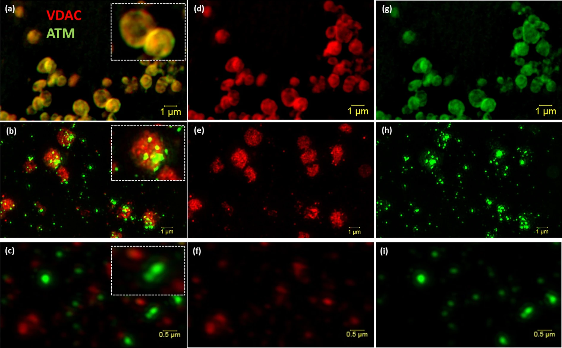 CLF and south african study images scientific reports nature fig 2.png